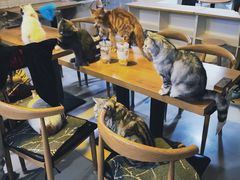 大堂-平行世界·猫咖(首经贸店)