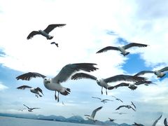 -海驴岛(荣成市)