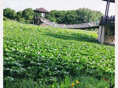 -荷塘月色湿地公园·向阳花洲