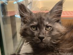 -babydoll猫舍·米努特·德文·缅因(久光中心店)