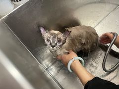 -中农国际动物医院24小时·猫科·骨科·急重症中心