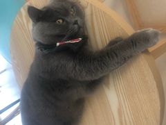 -猫在这儿猫咪咖啡馆·撸猫馆