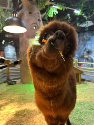 点击看大图 -Zoolung Zoolung动物主题公园(海信广场店)