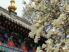 -护国法轮寺