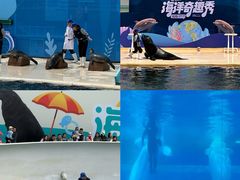 -秦皇岛乐岛海洋王国