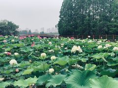 -黄兴公园