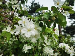 -海棠花溪(元大都城垣遗址公园)