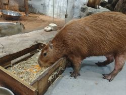 -Zoolung Zoolung动物主题公园(海信广场店)