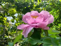 -中国科学院华南植物园