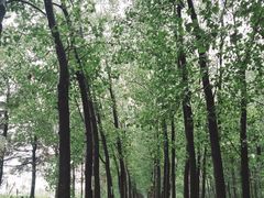 -合肥滨湖国家森林公园