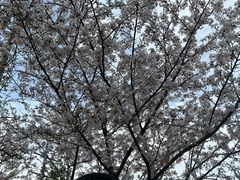 -高东镇樱花园