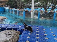 -海合安成都极地海洋公园