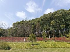 -昆山城市生态森林公园