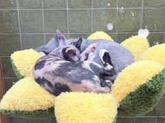 -帕帕拉兹宠物(亚洲旗舰店)