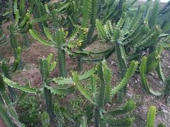 -碧桂园十里银滩