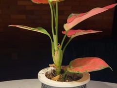 -鱼翅楼·津派砂锅鱼翅(水上公园店)
