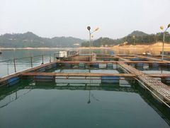 河源万绿湖河鱼基地-合和美食馆