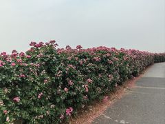 -上海滨江森林公园