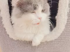 -猫腻·猫咖·撸猫馆(星光大道店)