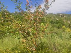 -天鹅湖生态旅游风景区
