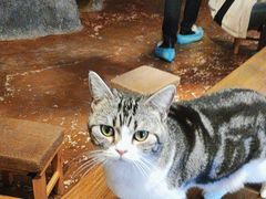 -猫猫幼稚园·撸猫·桌游·电玩