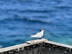 -中央格兰德岛温泉度假酒店 - 全包