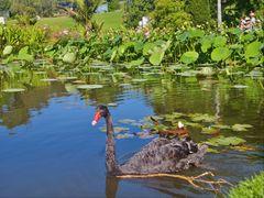 -墨尔本皇家植物园