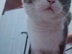 -瑞鹏宠物医院·夜间急症·心超·猫科(祖庙分店)