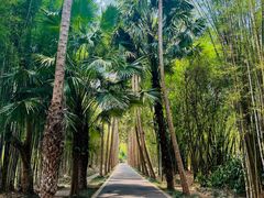 -中国科学院西双版纳热带植物园