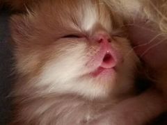 android_upload_pic-爱宠屋pet shop·宠物洗澡·宠物美容