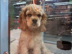 -FAELING PETS美天灵宠物(合生汇店)