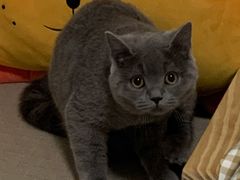 -喵zoo家庭繁育猫舍(尖东智能花园店)