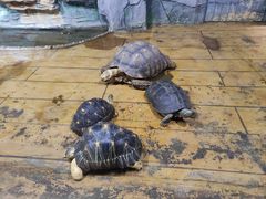 -石家庄市动物园