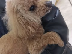 -美联众合动物医院·24h转诊中心