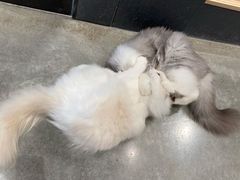 -瞄一喵猫咖(格力海岸店)