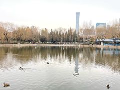 -团结湖公园