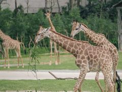 -广州长隆野生动物世界