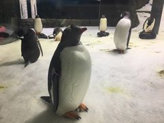 -悉尼海洋生物水族馆