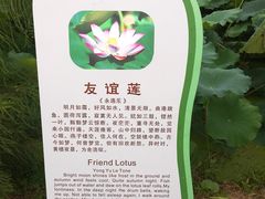 -荷花荡