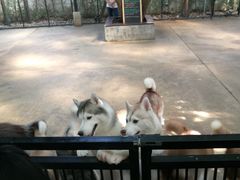 -TrueLove @ Neverland (Husky Cafe)
