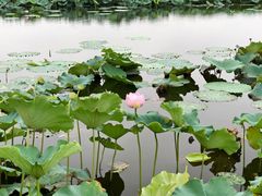 -荷塘月色湿地公园·向阳花洲