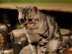 -猫猫幼稚园·撸猫·桌游·电玩