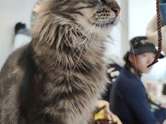 -瞄一喵猫咖(格力海岸店)