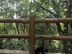 -上海佘山国家森林公园天马山园