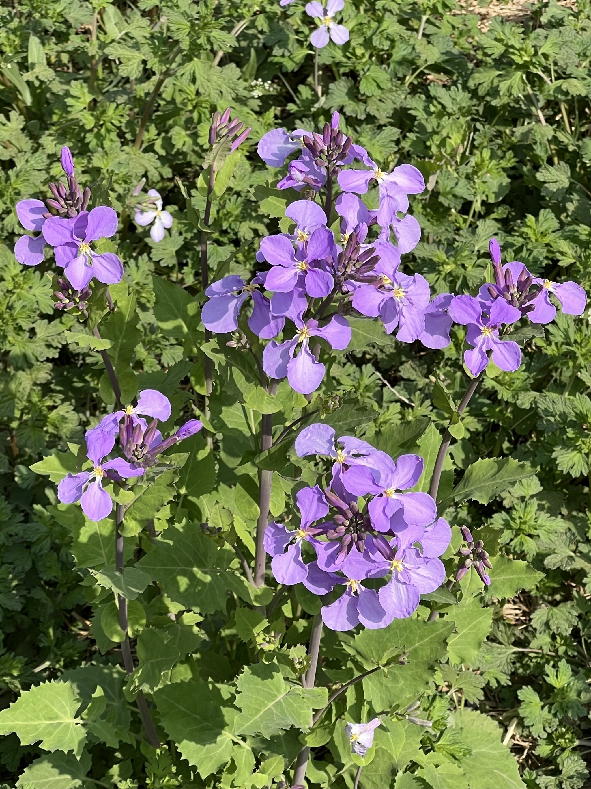 天坛公园赏花图片