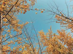 -思念果岭悦温泉