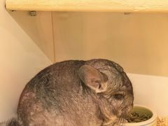 -龙猫仔乐园(惠福东路店)