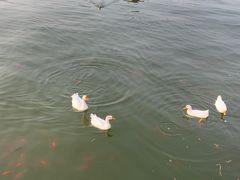 -迎泽公园