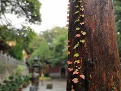 -普陀山风景名胜区-法雨禅寺