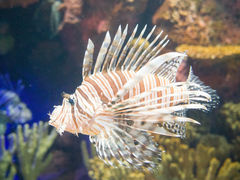-上海海洋水族馆